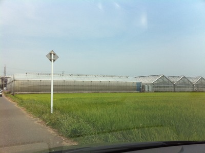 ガーベラ産地見学