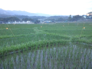 田んぼ