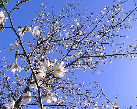 お花見♪