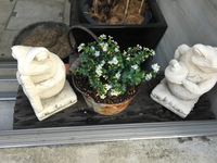 鉢植え