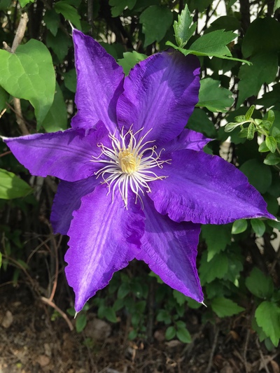 いんちょ の日常 紫の花