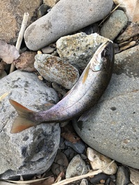 渓流釣り解禁＆ワカサギ釣り～