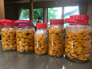 あんず20キロが・・・