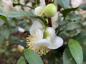 お茶の花