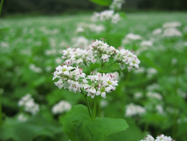 蕎麦の花畑