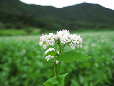 蕎麦の花畑