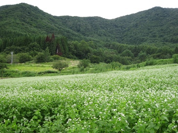 蕎麦の花畑