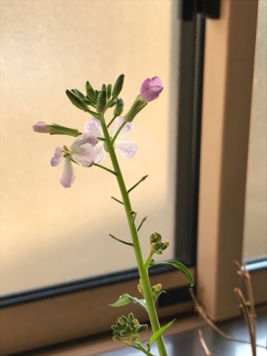 大根の花