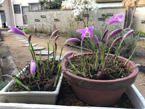 植え替えには遅すぎ