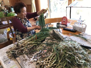のびろ（のびる）の山