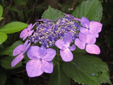 我が家の紫陽花