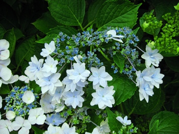 我が家の紫陽花