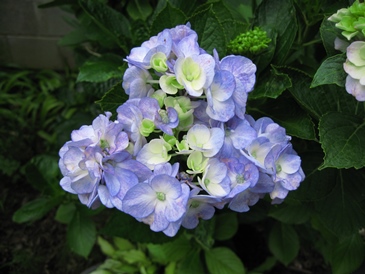 我が家の紫陽花