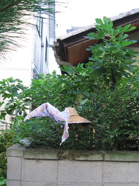 いちじく