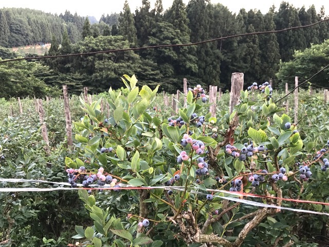 「ブルーベリー摘み」補足
