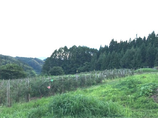 「ブルーベリー摘み」補足