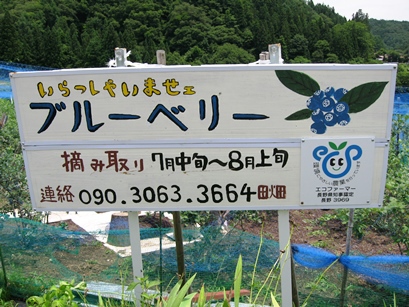 恒例の