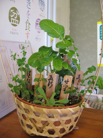 七草