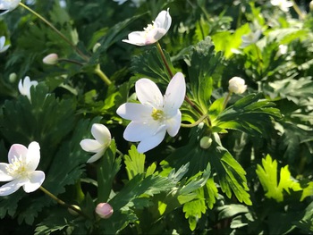 追悼蕎麦打ち