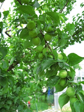 小梅