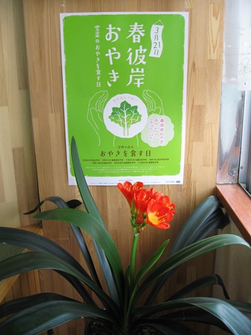 君子蘭咲きました