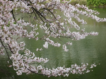 お花見計画