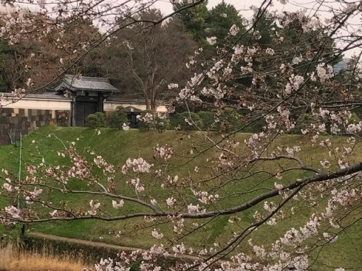 一足早いお花見