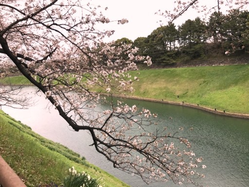 一足早いお花見