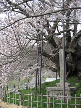 神代桜