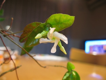 ６年目の苔玉