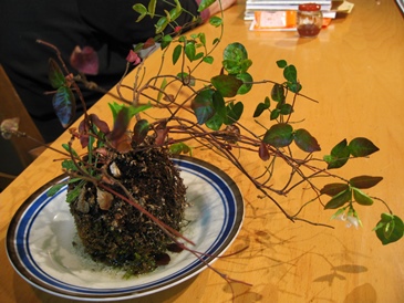 ６年目の苔玉