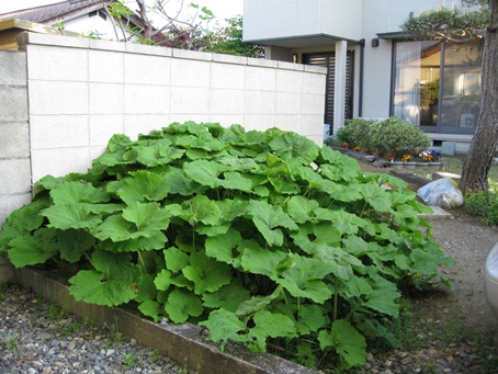 蕗の山