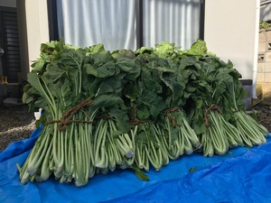野沢菜漬け