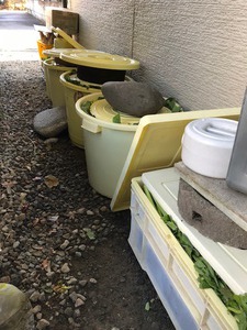 野沢菜漬け