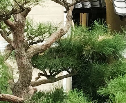 巣立ちはいつ？