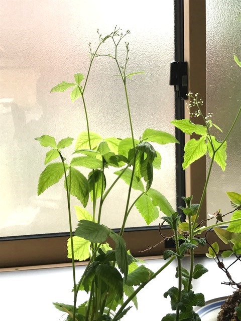 今度は三つ葉