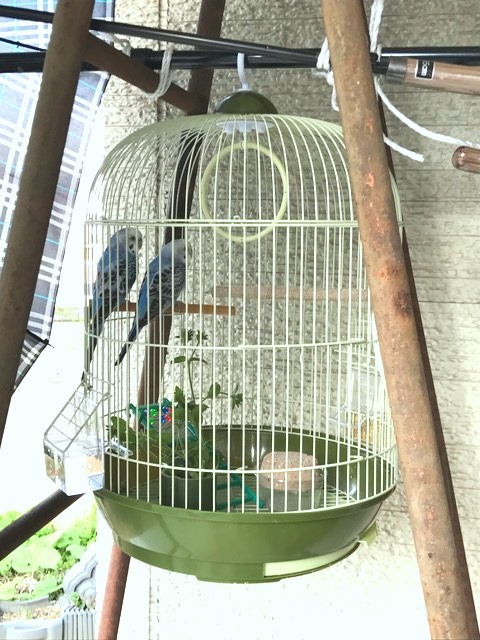 癒しの新家族