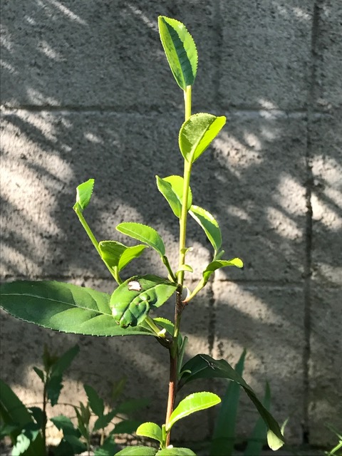 新茶のつもりが・・・