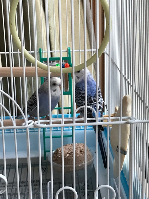 ２代目