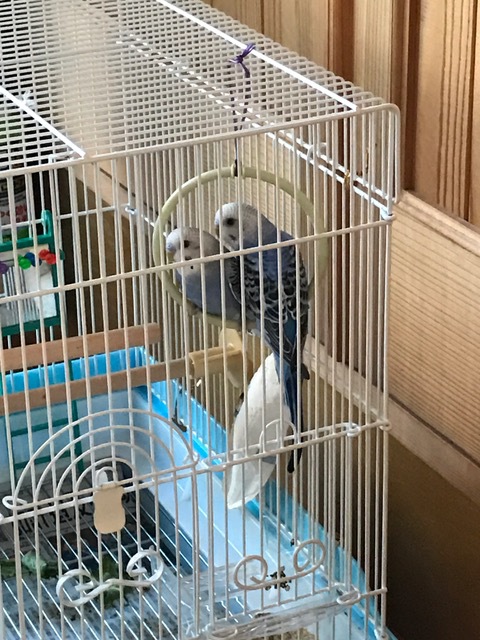 ヤキモキ