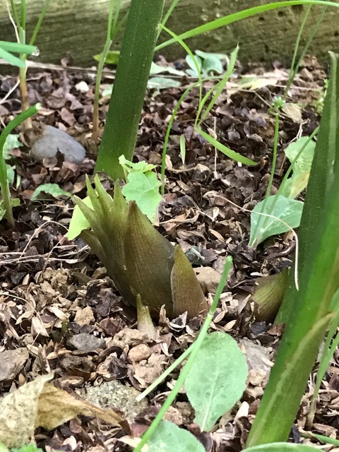 初みょうが