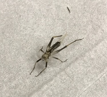 鈴虫の脱皮