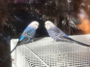 荒鳥の躾