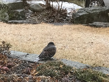 ふくら鳩？