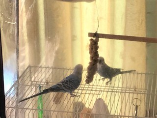食べ放題
