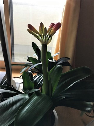 ほころび始めました