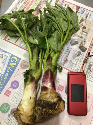 初物