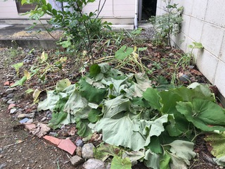 きゃらぶき