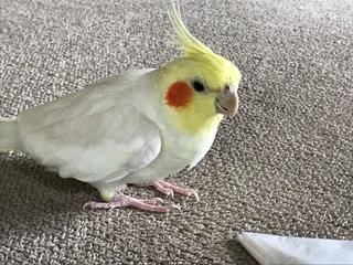 恋鳥に会いに