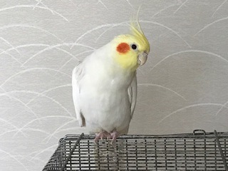 ムーちゃん